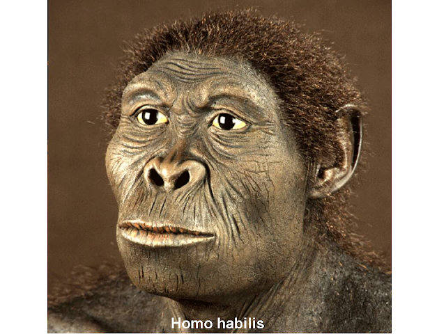 homo habilis rekonstrukció