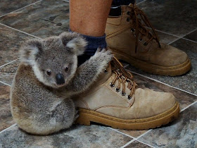 funny animal pictures, baby koala hugs human leg