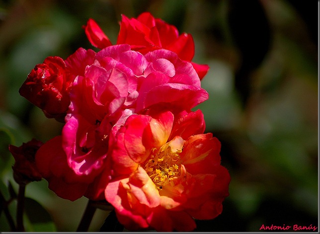 DSC_9505x1