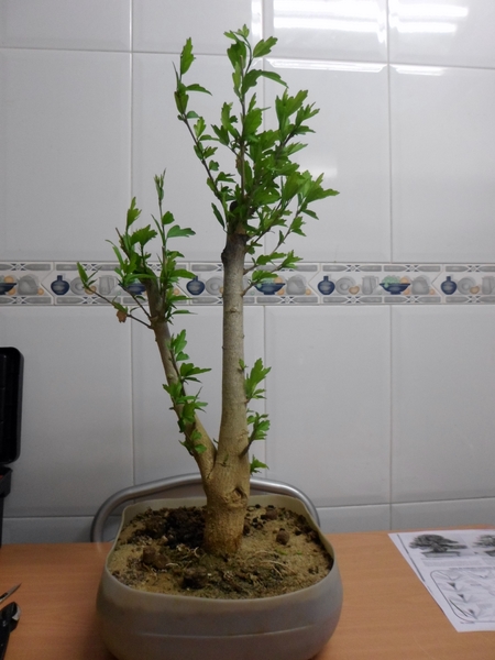 prebonsai hibiscus