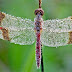 Beautiful Macro Dew Covered Dragonfly [Image]