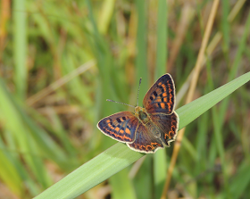 Butterfly Monitoring Scheme España