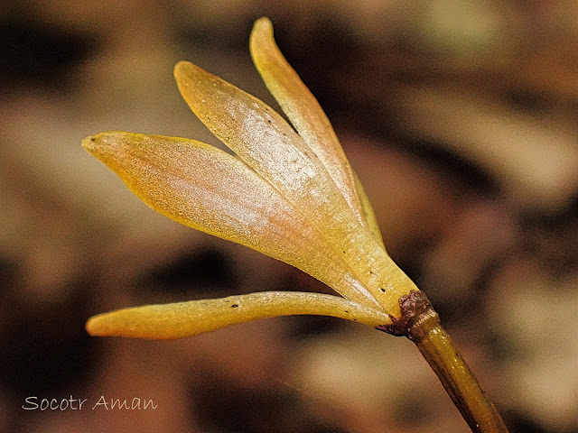 Lecanorchis suginoana