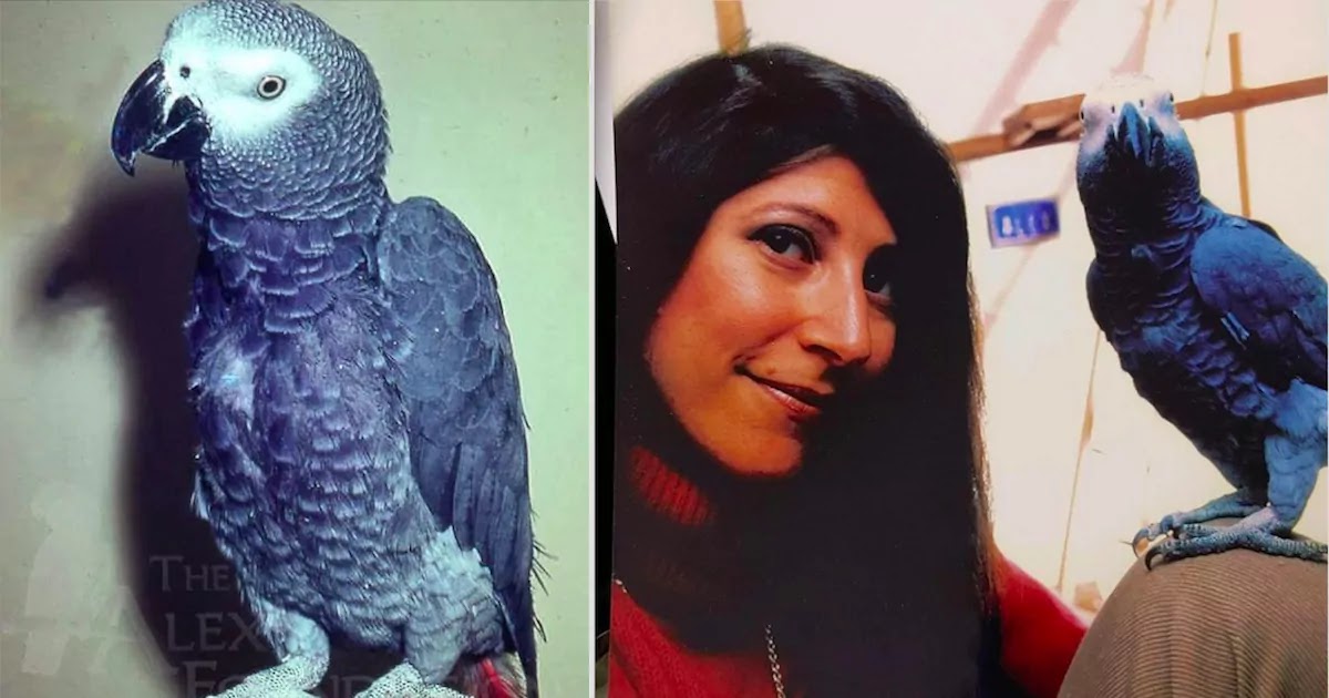 Alex, The African Gray Parrot, Was Perhaps The First Animal To Ever Ask Deep And Meaningful Questions