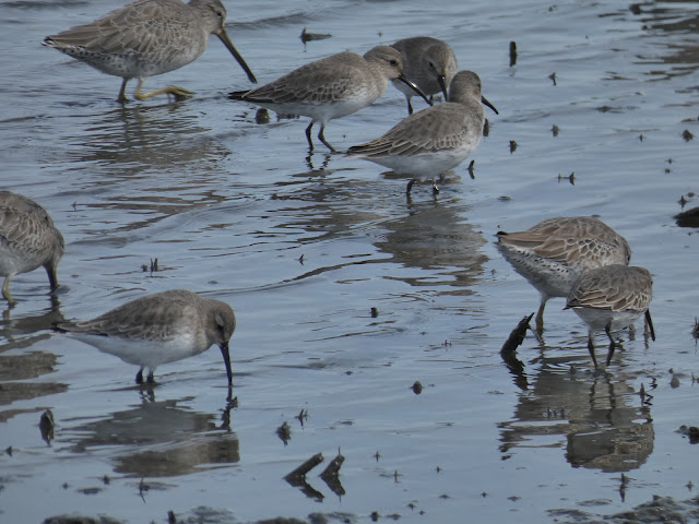 Dowitcher and Dunlin