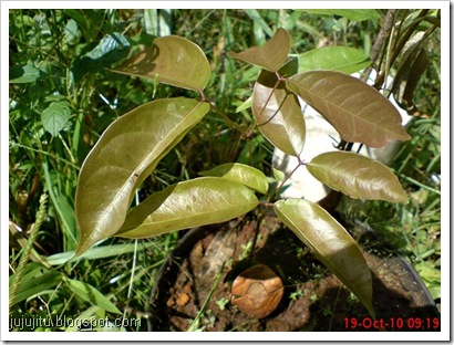 tunas jengkol 11