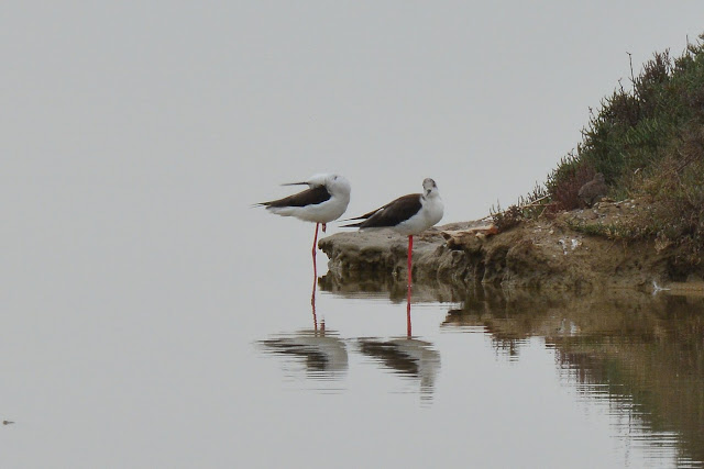 Echasse blanche