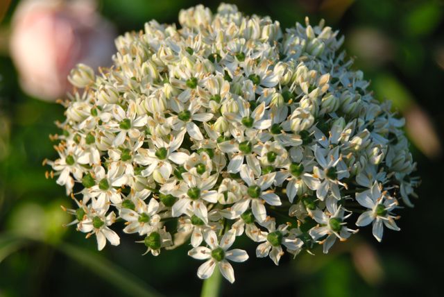 White Allium multibulbosum