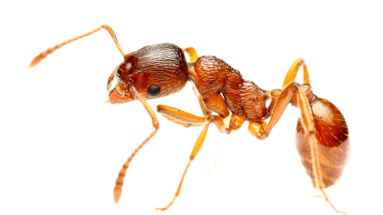 Red imported fire ant