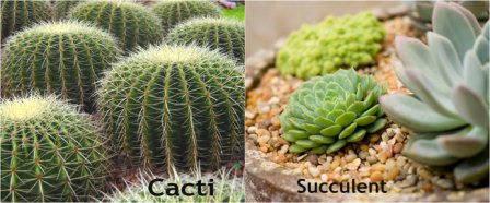 Inilah Fakta Tanaman  Kaktus  Yang Perlu Kamu ketahui 