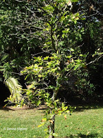 Kola nut tree, Foster Botanical Garden - Honolulu, HI
