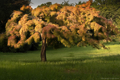 Japanese Maple Tree in Park
