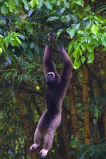 Bornean Gibbon, gibbon, endangered species