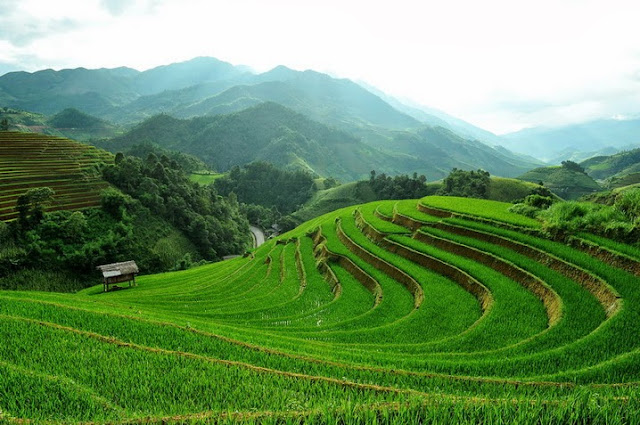 Beautiful Terraced Fields in Vietnam