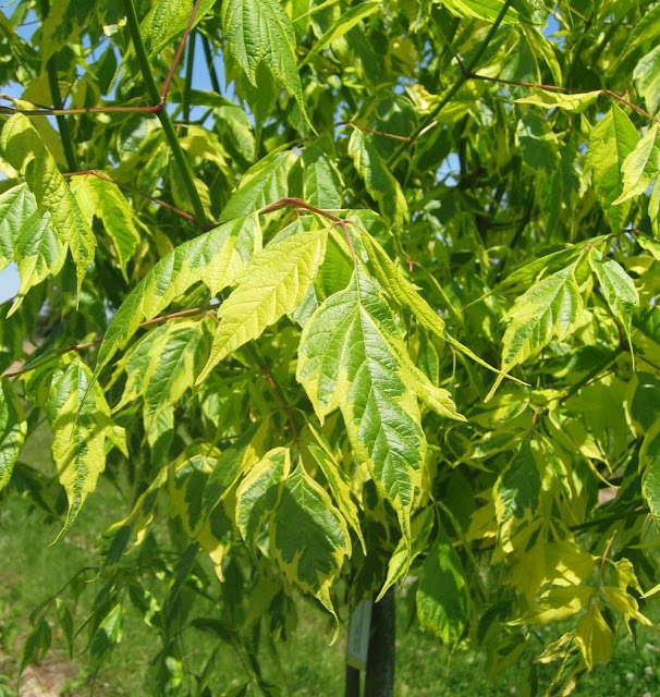 Acer negundo 'Aureo-marginatum'