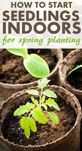 #Gardening : How to Start Seedlings Indoors