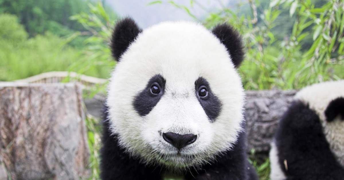 ivanildosantos gambar  panda  comel 