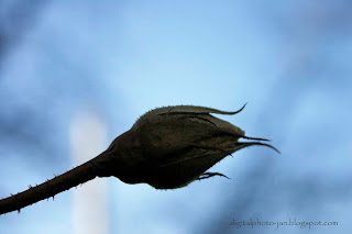 Winter bud