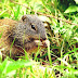 Franklin's Ground Squirrel - Ground Squirrel Minnesota