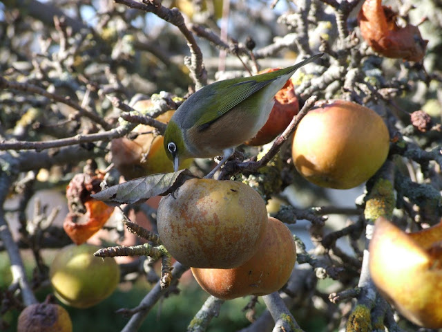 Garden Protection From Birds