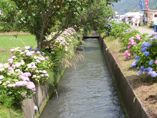  あじさいの里