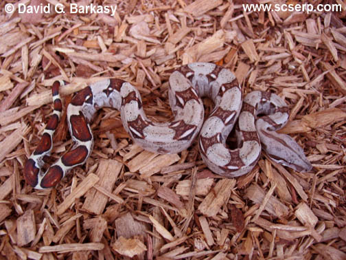 columbian red tail boa. Colombian Boa Constrictor