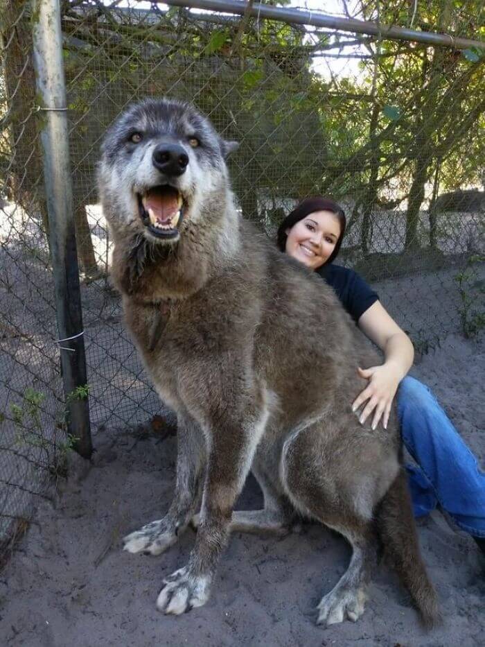 This Sanctuary Rescued A Wolfdog That Was Dumped At A Kill Shelter By His Owner