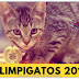 OlimpiGatos Rio2016!! 