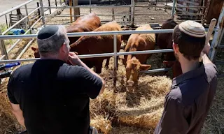 Settlers discussed building the Third Temple in a settlement near Nablus and brought red cows from Texas
