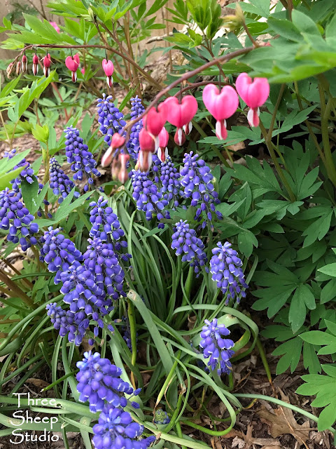 Grape Hyacinths