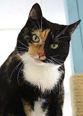 Clover the calico cat