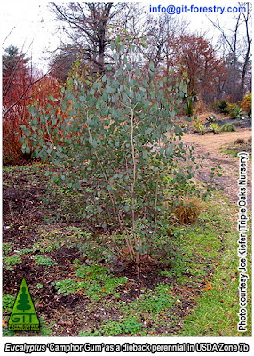 Cold hardy ornamental Eucalyptus camphora coppice regrowth as a dieback perennial in a USDA Zone 7 garden / Rebrote de cepa en Eucalipto Camphor Gum ornamental resistente a las heladas / Cold hardy ornamental Eucalyptus Camphor Gum coppice regrowth as a dieback perennial in a USDA Zone 7 garden /GIT Forestry Consulting, Consultoría y Servicios de Ingeniería Agroforestal, Galicia, España, Spain