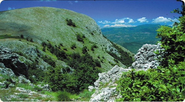 cilento vegetazione