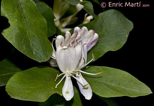 Nombres de flores con fotos Plantas facilisimo com