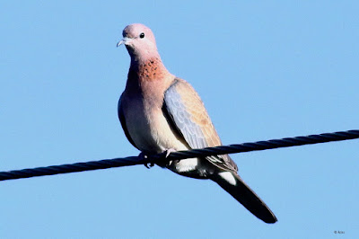 "Laughing Dove - Streptopelia senegalensis,common, resident perched on a wire."