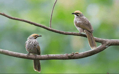 burung cucak rowo