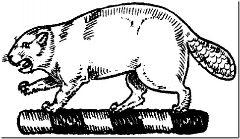 castor