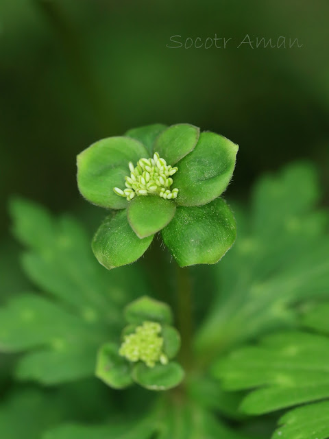 Anemone flaccida