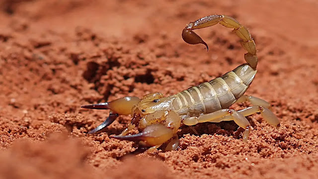 Deathstalker Scorpion