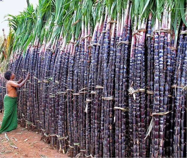 Pongal Sugarcane