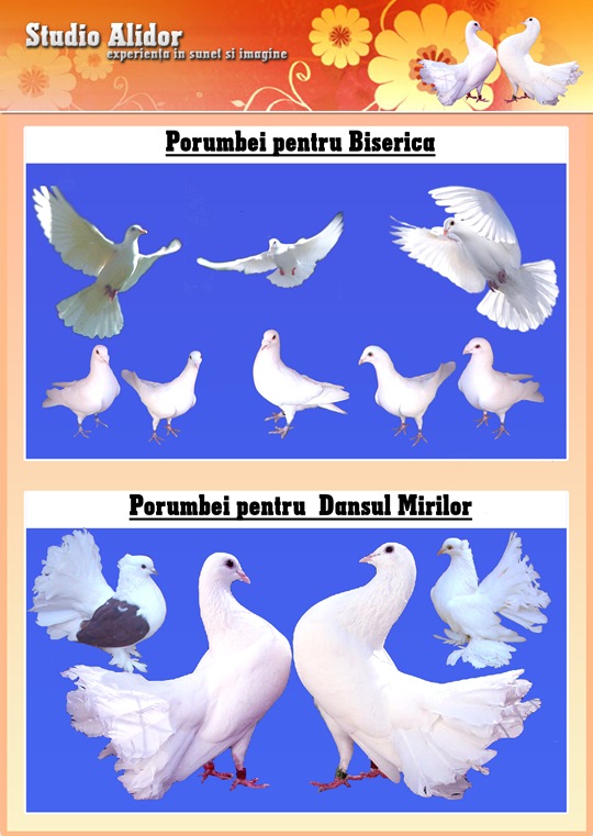 porumbei