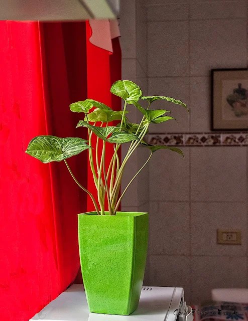 Planta de hojas verde en maceta verde