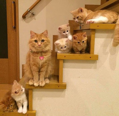 kucing comel, kittens, cute kitten, anak kucing comel
