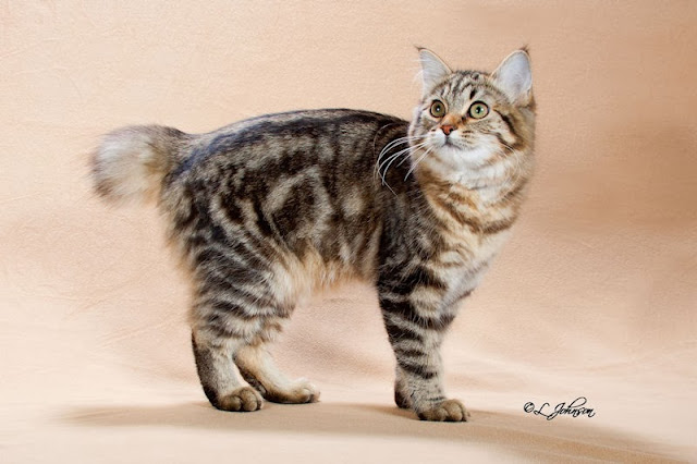 American Bobtail Cat