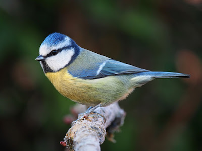 HERRERO, Herrerillo, Cyanistes caeruleus