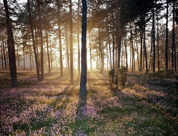 Sunlight_and_the_Wild_Forest_Floor