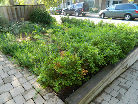 Wychwood Toronto Pollinator Front Garden Installation Before by Paul Jung Gardening Services--a Toronto Organic Gardening Company