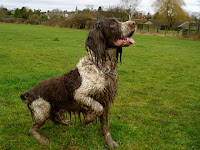 Dog Eats Feces1