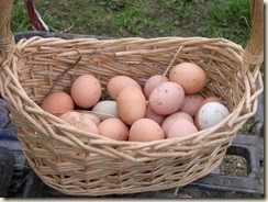 all in one basket