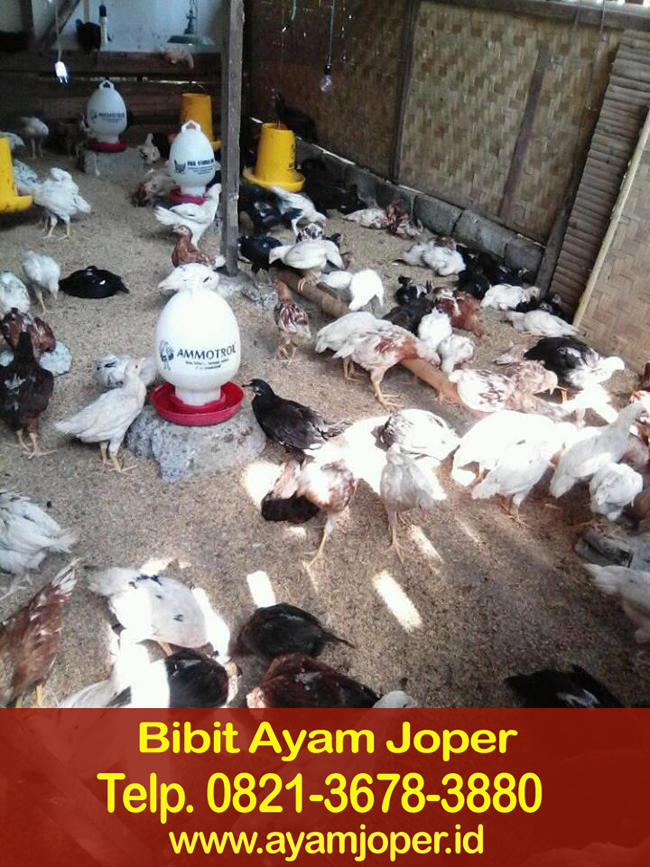 Jual Bibit Ayam Kampung Super Bukittinggi 